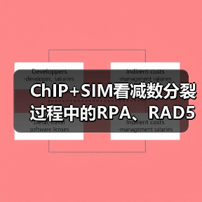 ChIP+SIM看减数分裂过程中的RPA、RAD51、DMC1