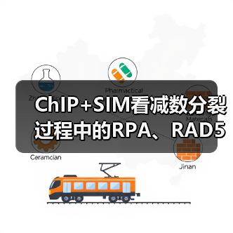 ChIP+SIM看减数分裂过程中的RPA、RAD51、DMC1(图3) ChIP+SIM看减数分裂过程中的RPA、RAD51、DMC1(图3)