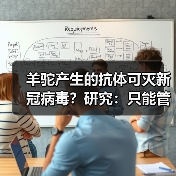 羊驼产生的抗体可灭新冠病毒?研究:只能管一两个月(图4) 羊驼产生的抗体可灭新冠病毒?研究:只能管一两个月(图4)