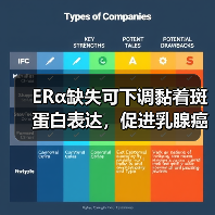 ERα缺失可下调黏着斑蛋白表达,促进乳腺癌细胞变形虫样迁移(图4) ERα缺失可下调黏着斑蛋白表达,促进乳腺癌细胞变形虫样迁移(图4)