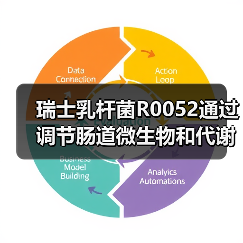 瑞士乳杆菌R0052通过调节肠道微生物和代谢组减轻D-半乳糖胺诱导的肝损伤(图3) 瑞士乳杆菌R0052通过调节肠道微生物和代谢组减轻D-半乳糖胺诱导的肝损伤(图3)