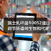 瑞士乳杆菌R0052通过调节肠道微生物和代谢组减轻D-半乳糖胺诱导的肝损伤(图1) 瑞士乳杆菌R0052通过调节肠道微生物和代谢组减轻D-半乳糖胺诱导的肝损伤(图1)