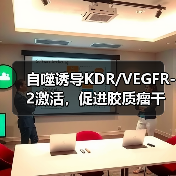 自噬诱导KDR/VEGFR-2激活,促进胶质瘤干细胞血管生成拟态形成(图3) 自噬诱导KDR/VEGFR-2激活,促进胶质瘤干细胞血管生成拟态形成(图3)
