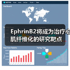 EphrinB2将成为治疗心肌纤维化的研究靶点(图3) EphrinB2将成为治疗心肌纤维化的研究靶点(图3)