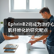 EphrinB2将成为治疗心肌纤维化的研究靶点(图1) EphrinB2将成为治疗心肌纤维化的研究靶点(图1)