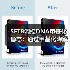 SET8调控DNA甲基化稳态:通过甲基化降解UHRF1和DNMT1(图1) SET8调控DNA甲基化稳态:通过甲基化降解UHRF1和DNMT1(图1)