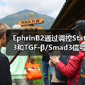 EphrinB2通过调控Stat3和TGF-β/Smad3信号的相互作用,调节心肌纤维化(图3) EphrinB2通过调控Stat3和TGF-β/Smad3信号的相互作用,调节心肌纤维化(图3)