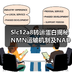 Slc12a8转运蛋白揭秘NMN运输机制及NAD+代谢调节(图1) Slc12a8转运蛋白揭秘NMN运输机制及NAD+代谢调节(图1)