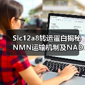 Slc12a8转运蛋白揭秘NMN运输机制及NAD+代谢调节(图3) Slc12a8转运蛋白揭秘NMN运输机制及NAD+代谢调节(图3)