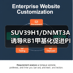 SUV39H1/DNMT3A诱导RB1甲基化促进PIN1表达与黑色素瘤进展(图3) SUV39H1/DNMT3A诱导RB1甲基化促进PIN1表达与黑色素瘤进展(图3)