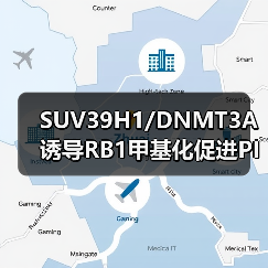 SUV39H1/DNMT3A诱导RB1甲基化促进PIN1表达与黑色素瘤进展(图2) SUV39H1/DNMT3A诱导RB1甲基化促进PIN1表达与黑色素瘤进展(图2)