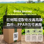 红树莓提取物改善高脂血症：PPAR信号通路机制（图4）