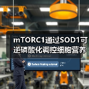 mTORC1通过SOD1可逆磷酸化调控细胞营养反应机制(图3) mTORC1通过SOD1可逆磷酸化调控细胞营养反应机制(图3)