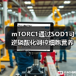 mTORC1通过SOD1可逆磷酸化调控细胞营养反应机制(图1) mTORC1通过SOD1可逆磷酸化调控细胞营养反应机制(图1)