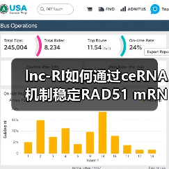 lnc-RI如何通过ceRNA机制稳定RAD51 mRNA调控DNA修复?(图2) lnc-RI如何通过ceRNA机制稳定RAD51 mRNA调控DNA修复?(图2)