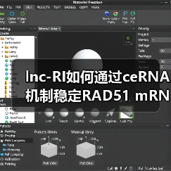 lnc-RI如何通过ceRNA机制稳定RAD51 mRNA调控DNA修复?(图4) lnc-RI如何通过ceRNA机制稳定RAD51 mRNA调控DNA修复?(图4)