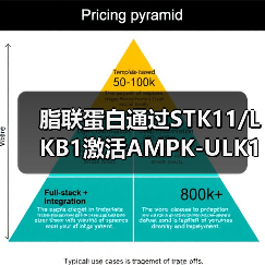 脂联蛋白通过STK11/LKB1激活AMPK-ULK1通路诱导乳腺癌自噬性死亡(图3) 脂联蛋白通过STK11/LKB1激活AMPK-ULK1通路诱导乳腺癌自噬性死亡(图3)