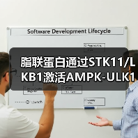 脂联蛋白通过STK11/LKB1激活AMPK-ULK1通路诱导乳腺癌自噬性死亡(图4) 脂联蛋白通过STK11/LKB1激活AMPK-ULK1通路诱导乳腺癌自噬性死亡(图4)