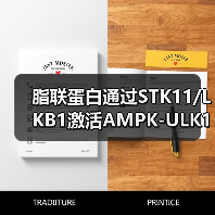 脂联蛋白通过STK11/LKB1激活AMPK-ULK1通路诱导乳腺癌自噬性死亡(图1) 脂联蛋白通过STK11/LKB1激活AMPK-ULK1通路诱导乳腺癌自噬性死亡(图1)