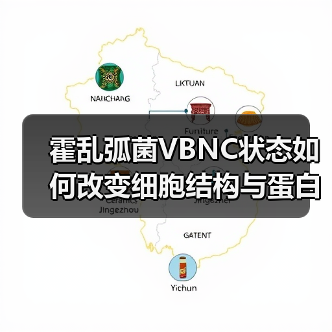 霍乱弧菌VBNC状态如何改变细胞结构与蛋白质组?(图2) 霍乱弧菌VBNC状态如何改变细胞结构与蛋白质组?(图2)