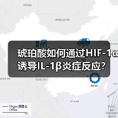 琥珀酸如何通过HIF-1α诱导IL-1β炎症反应？（图4）