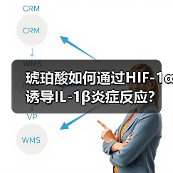 琥珀酸如何通过HIF-1α诱导IL-1β炎症反应？（图2）
