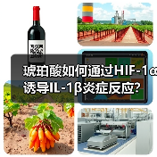 琥珀酸如何通过HIF-1α诱导IL-1β炎症反应？