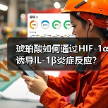 琥珀酸如何通过HIF-1α诱导IL-1β炎症反应？（图3）