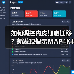 如何调控内皮细胞迁移?新发现揭示MAP4K4的磷酸化机制(图1) 如何调控内皮细胞迁移?新发现揭示MAP4K4的磷酸化机制(图1)