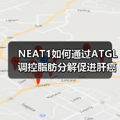 NEAT1如何通过ATGL调控脂肪分解促进肝癌增殖？