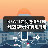 NEAT1如何通过ATGL调控脂肪分解促进肝癌增殖？（图3）