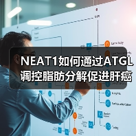 NEAT1如何通过ATGL调控脂肪分解促进肝癌增殖？（图2）