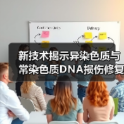 新技术揭示异染色质与常染色质DNA损伤修复差异（图2）
