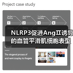 NLRP3促进AngⅡ诱导的血管平滑肌细胞表型转化,引发血管重构与高血压(图3) NLRP3促进AngⅡ诱导的血管平滑肌细胞表型转化,引发血管重构与高血压(图3)
