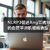 NLRP3促进AngⅡ诱导的血管平滑肌细胞表型转化,引发血管重构与高血压(图2) NLRP3促进AngⅡ诱导的血管平滑肌细胞表型转化,引发血管重构与高血压(图2)
