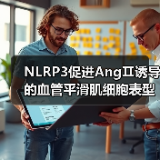 NLRP3促进AngⅡ诱导的血管平滑肌细胞表型转化,引发血管重构与高血压(图4) NLRP3促进AngⅡ诱导的血管平滑肌细胞表型转化,引发血管重构与高血压(图4)