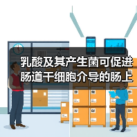 乳酸及其产生菌可促进肠道干细胞介导的肠上皮发育再生（图4）