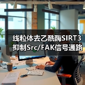 线粒体去乙酰酶SIRT3抑制Src/FAK信号通路、阻碍癌症细胞迁移(图3) 线粒体去乙酰酶SIRT3抑制Src/FAK信号通路、阻碍癌症细胞迁移(图3)