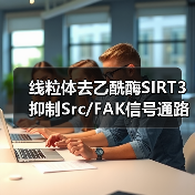 线粒体去乙酰酶SIRT3抑制Src/FAK信号通路、阻碍癌症细胞迁移(图2) 线粒体去乙酰酶SIRT3抑制Src/FAK信号通路、阻碍癌症细胞迁移(图2)