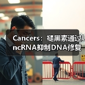 Cancers:褪黑素通过LncRNA抑制DNA修复、增强肝癌化疗敏感性(图4) Cancers:褪黑素通过LncRNA抑制DNA修复、增强肝癌化疗敏感性(图4)