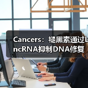 Cancers:褪黑素通过LncRNA抑制DNA修复、增强肝癌化疗敏感性(图3) Cancers:褪黑素通过LncRNA抑制DNA修复、增强肝癌化疗敏感性(图3)