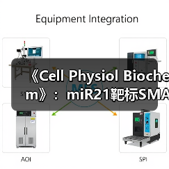 《Cell Physiol Biochem》:miR21靶标SMAD7促进心肌梗死后的心肌纤维化(图3) 《Cell Physiol Biochem》:miR21靶标SMAD7促进心肌梗死后的心肌纤维化(图3)